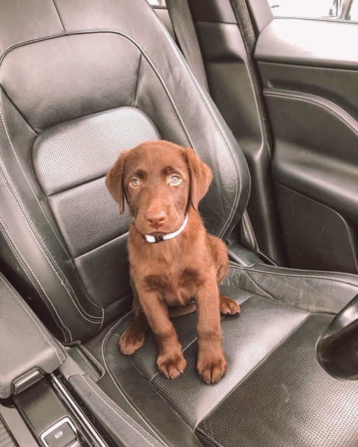 Alex pup bij Engel Pups
